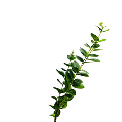 Flor Decorativa Artificial Eucalipto 80 cm | Lala Home Colombia