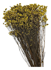 Follaje seco Caspia amarillo de 63 cm con tallos finos y pequeñas flores