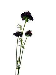 Rama decorativa con flores moradas tipo escaviosa