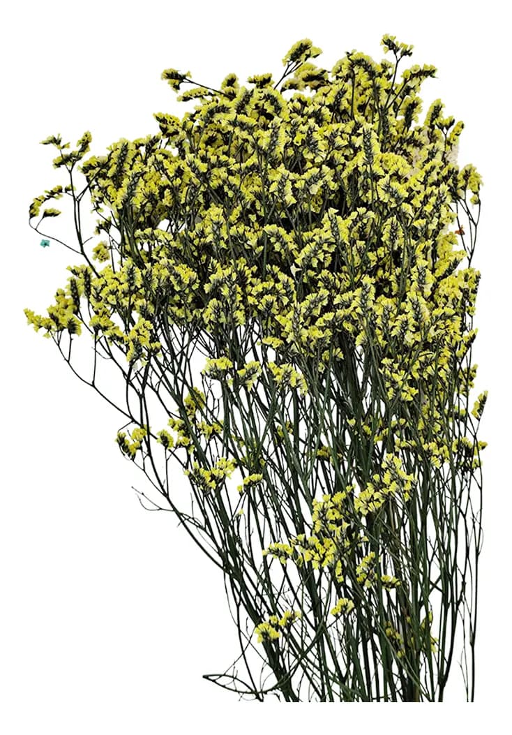 Follaje seco Caspia de 63 cm para decoración de interiores
