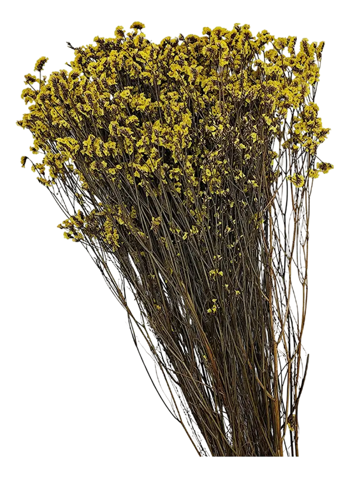 Follaje seco Caspia amarillo de 63 cm con tallos finos y pequeñas flores